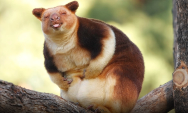 Goodfellow’s Tree Kangaroos are cheeky tree-dwelling #marsupials, endangered in #PapuaNewGuinea by #hunting and #palmoil #deforestation. Support their survival by saying NO to brands destroying their home #Boycott4Wildlife https://palmoildetectives.com/2021/01/26/goodfellows-tree-kangaroo-dendrolagus-goodfellowi/ via @palmoildetect