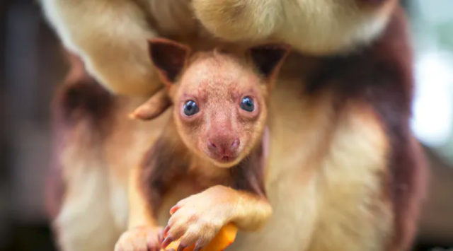 Goodfellow’s Tree Kangaroos are cheeky tree-dwelling #marsupials, endangered in #PapuaNewGuinea by #hunting and #palmoil #deforestation. Support their survival by saying NO to brands destroying their home #Boycott4Wildlife https://palmoildetectives.com/2021/01/26/goodfellows-tree-kangaroo-dendrolagus-goodfellowi/ via @palmoildetect