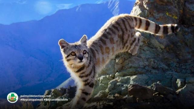 #Endangered Andean 🇵🇪 Mountain #Cats 🐱🐈 are elusive #wildcats of #SouthAmerica. They are unique as they can purr continuously 🎶 They face #extinction from #deforestation. Help them to survive, be #vegan #Boycottpalmoil #Boycott4Wildlife @palmoildetect https://wp.me/pcFhgU-7iL