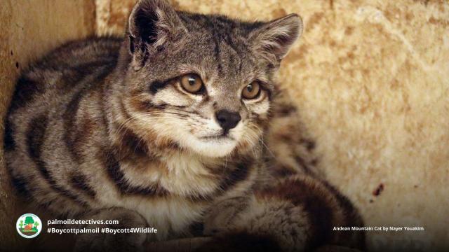 #Endangered Andean 🇵🇪 Mountain #Cats 🐱🐈 are elusive #wildcats of #SouthAmerica. They are unique as they can purr continuously 🎶 They face #extinction from #deforestation. Help them to survive, be #vegan #Boycottpalmoil #Boycott4Wildlife @palmoildetect https://wp.me/pcFhgU-7iL