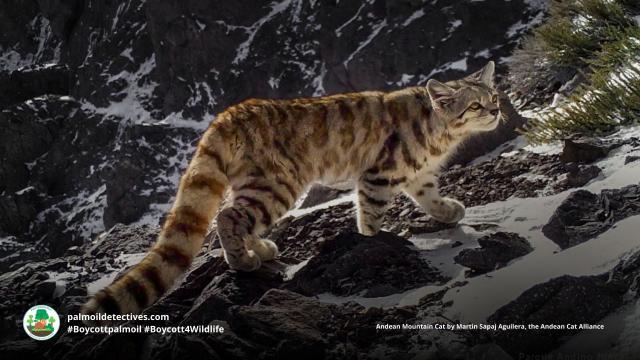 #Endangered Andean 🇵🇪 Mountain #Cats 🐱🐈 are elusive #wildcats of #SouthAmerica. They are unique as they can purr continuously 🎶 They face #extinction from #deforestation. Help them to survive, be #vegan #Boycottpalmoil #Boycott4Wildlife @palmoildetect https://wp.me/pcFhgU-7iL