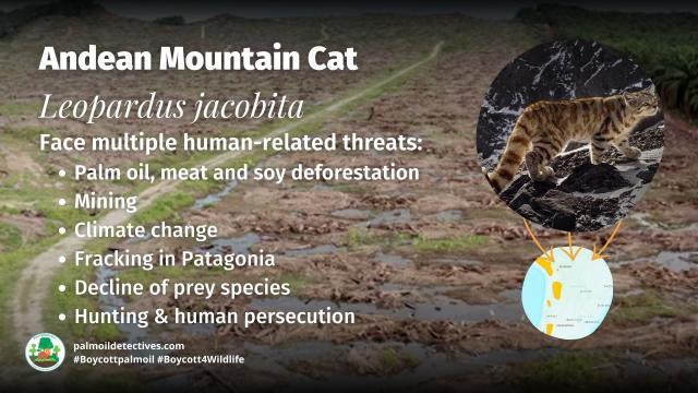 #Endangered Andean 🇵🇪 Mountain #Cats 🐱🐈 are elusive #wildcats of #SouthAmerica. They are unique as they can purr continuously 🎶 They face #extinction from #deforestation. Help them to survive, be #vegan #Boycottpalmoil #Boycott4Wildlife @palmoildetect https://wp.me/pcFhgU-7iL