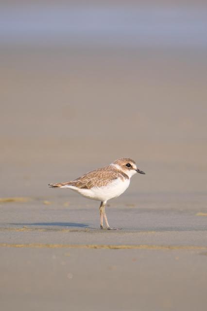 A plover standing on a beach.