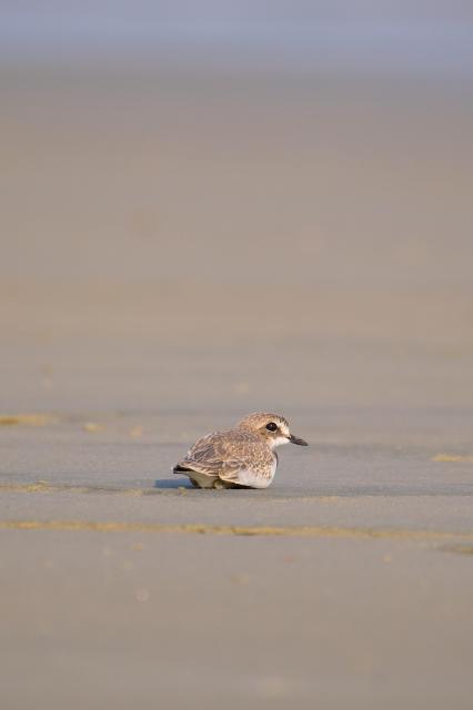 Same plover, same beach, same spot, now sitting.