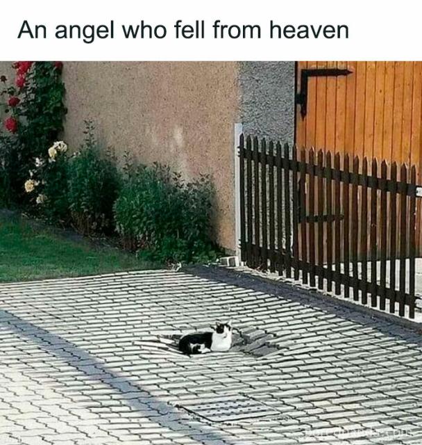 cat angel