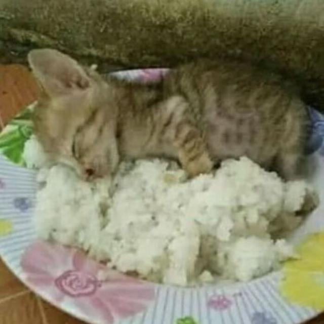kitten in rice