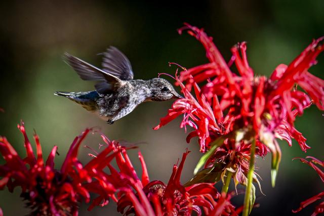 An Anna's hummingbird in flight sucking nectar from crimson beebalm flowers.