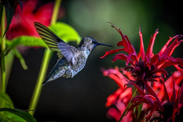 An Anna's hummingbird in flight sucking nectar from crimson beebalm flowers.