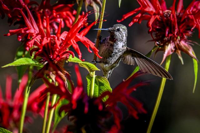 An Anna's hummingbird in flight sucking nectar from crimson beebalm flowers.