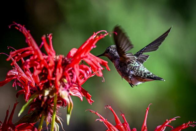 An Anna's hummingbird in flight sucking nectar from crimson beebalm flowers.