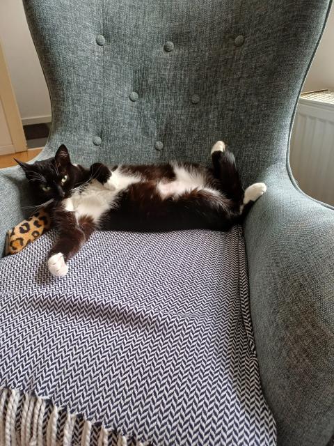 A black and white tuxedo cat laying on her back showing a lot of belly. Achtung, this is a trap!