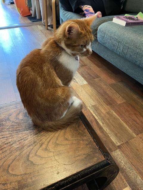 A ginger cat sits on a wooden table, looking to the side. In the background, part of a couch and a person's legs are visible, along with some books.