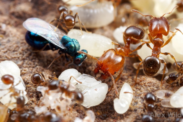 Macro photograph of a metallic blue-green insect with a muscular thorax and gauzy wings standing amid piles of waxy white ant brood, with several orangey brown adult ants wandering about.