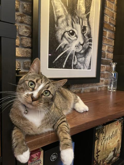 A tabby cat with white paws and green eyes lounges on a wooden shelf. Behind the cat is a framed black-and-white portrait of a similar cat. The background features a brick wall and various items on the shelf, including board games.