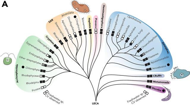 simplified evolutionary tree of eukaryotes