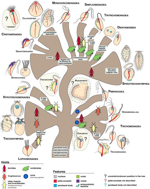 schematic evolutionary tree of a group of microbes 