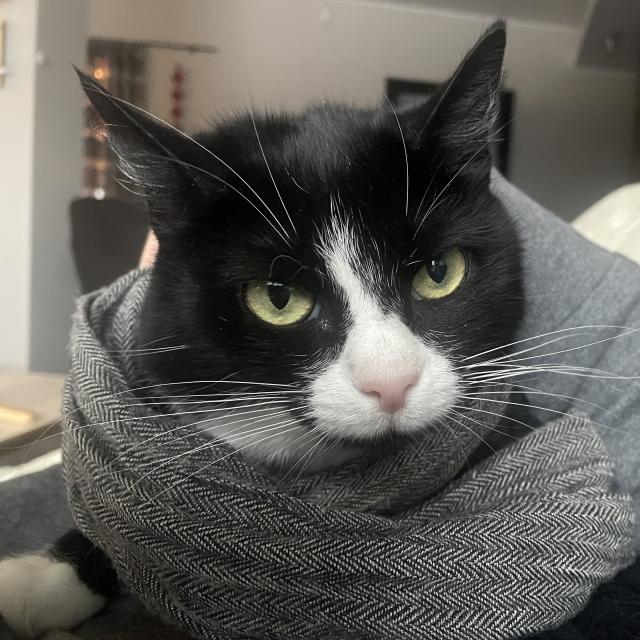 Cat wrapped in a nice scarf