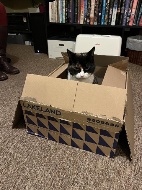 A tortie cat sitting in a big box, looking grumpy, but then she always does.