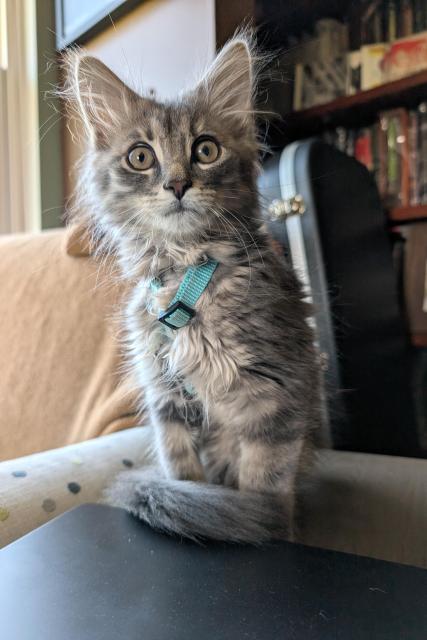 Super adorable long hair gray kitten