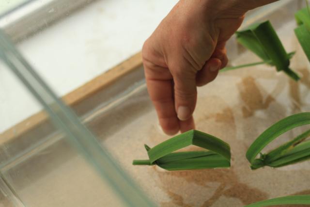 A hand placing a boat made from yellow flag iris leaf into water in a tank