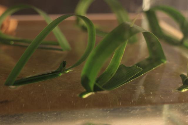 Two boats made from long leaves floating in water in the foreground, with more in the backgrouns