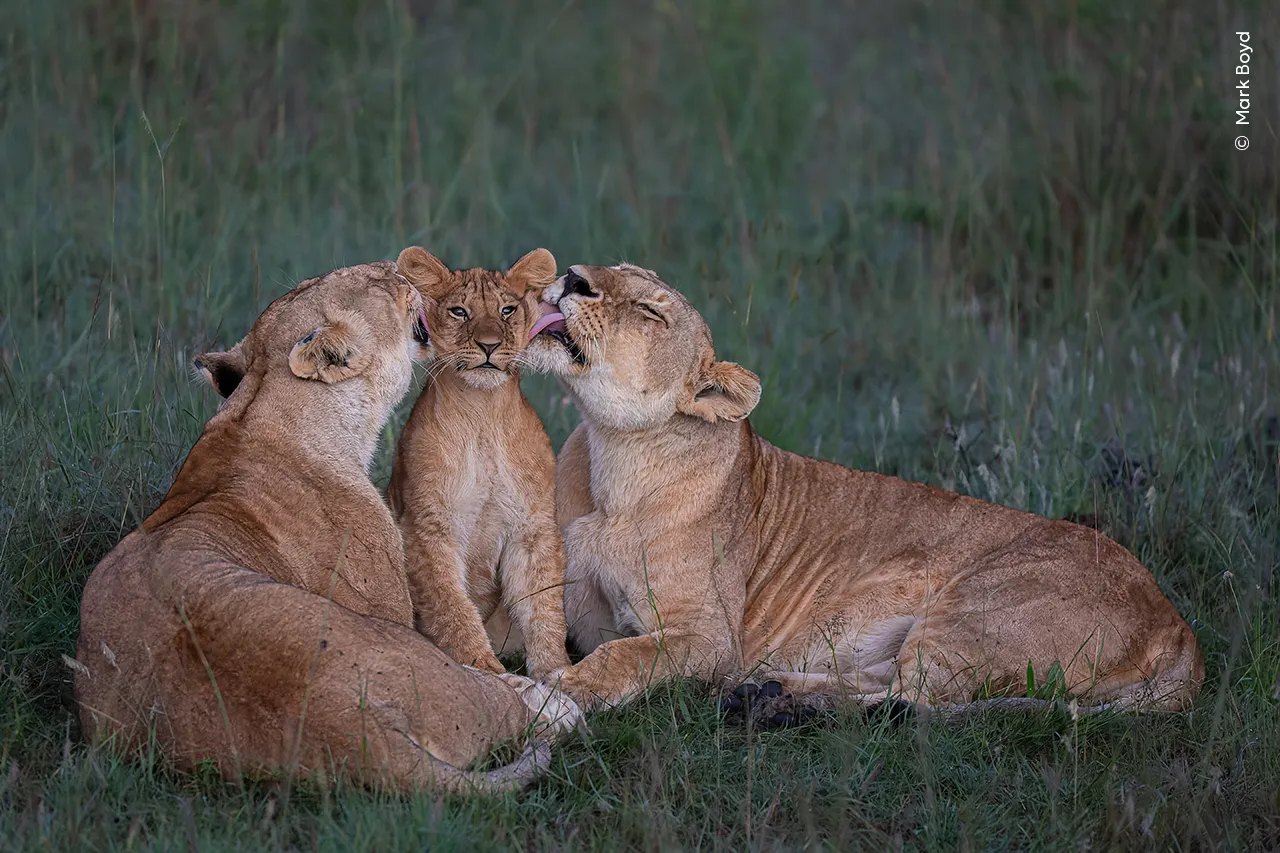 cub getting licked