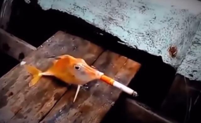 a fish with a a cigarette in its mouth 