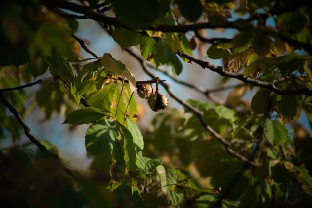 A photo of a chestnut nut hanging on a branch encircled by green and yellow chestnut leaves with bright blue sky seen in the background