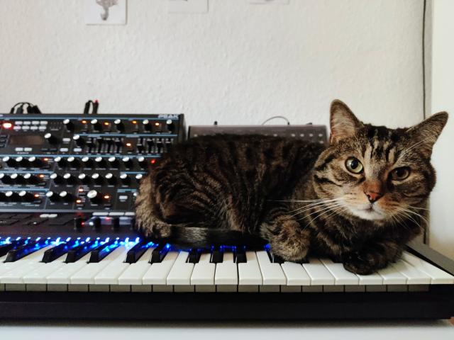 Cat chilling on a keyboard, synths in the background