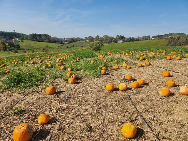 A pumpkin patch with green field in the back and blue sky above