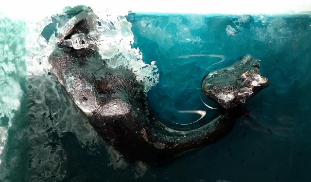 Vocal tract model in rochelle salt solution.