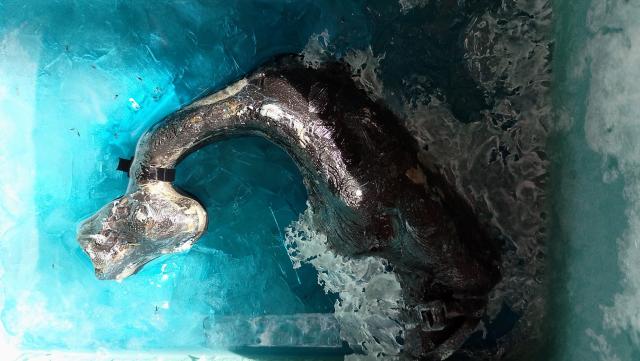 Vocal tract model in rochelle salt solution.