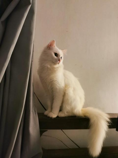 my white cat sitting and looking away