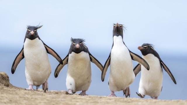 penguins