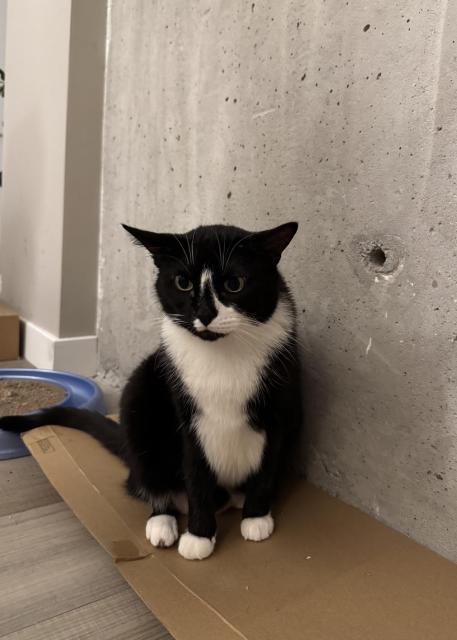 Tuxedo cat with droopy ears