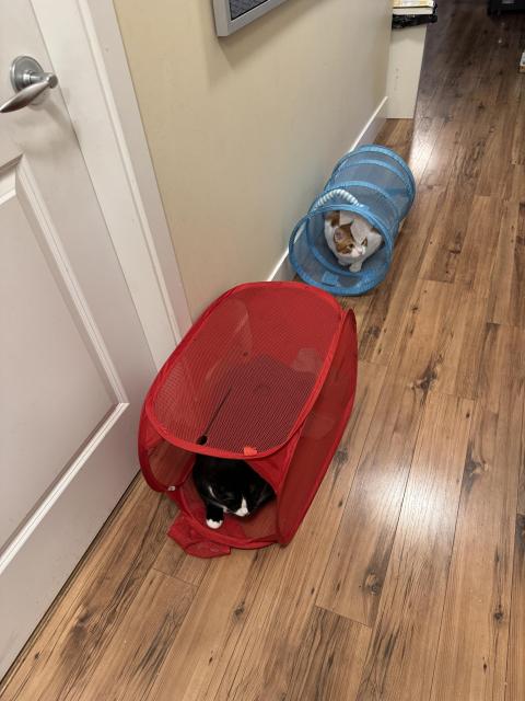 Two cats in separate laundry baskets. They're both facing the camera.