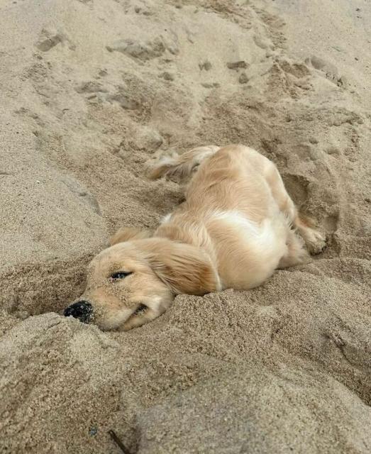 puppy in sand