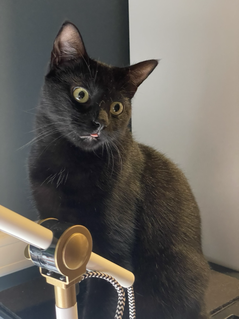 A black cat (Jiji) with his tongue out. 