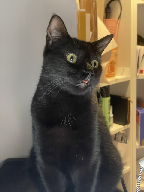 A black cat (Jiji) with his tongue out.