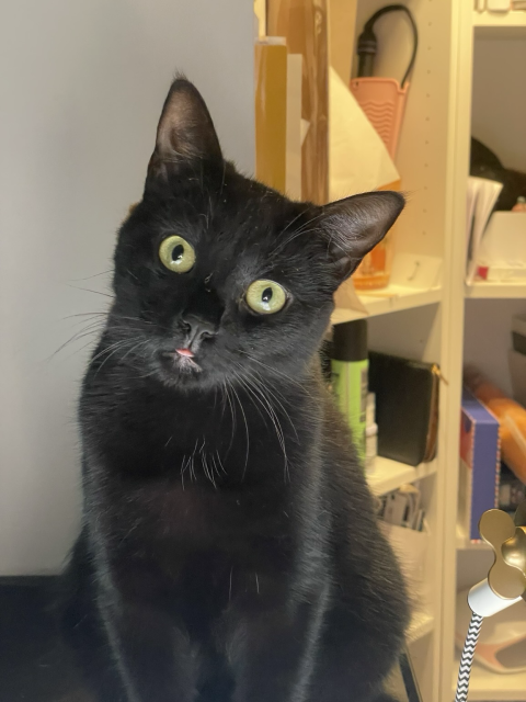 A black cat (Jiji) with his tongue out.