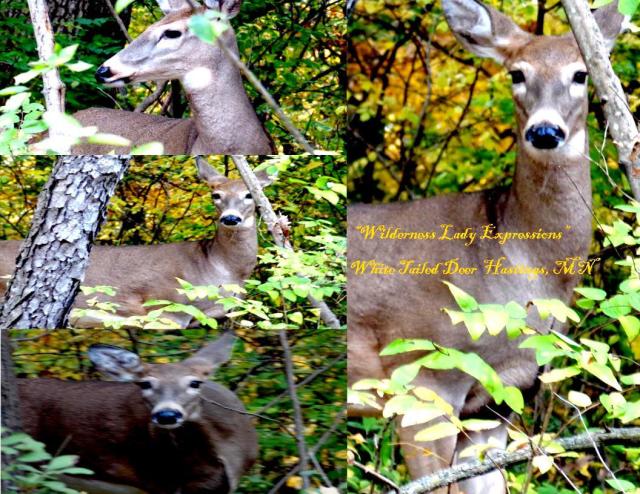 Wilderness Lady Expressions