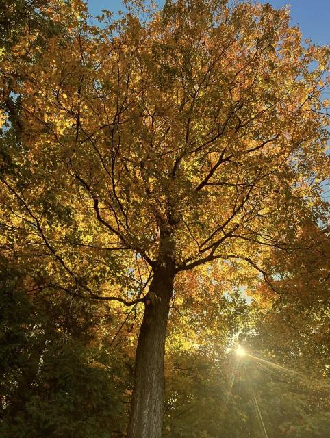 Giant tree with yellow orange leaves and sun poking through 