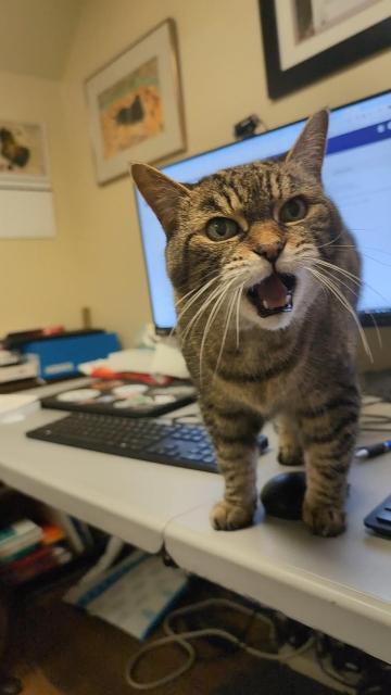 Our tabby cat Sandy, meowing at the camera from on top of my keyboard, on which no work shall be done. 