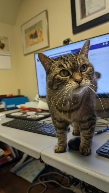 Sandy getting ready to meow loudly 