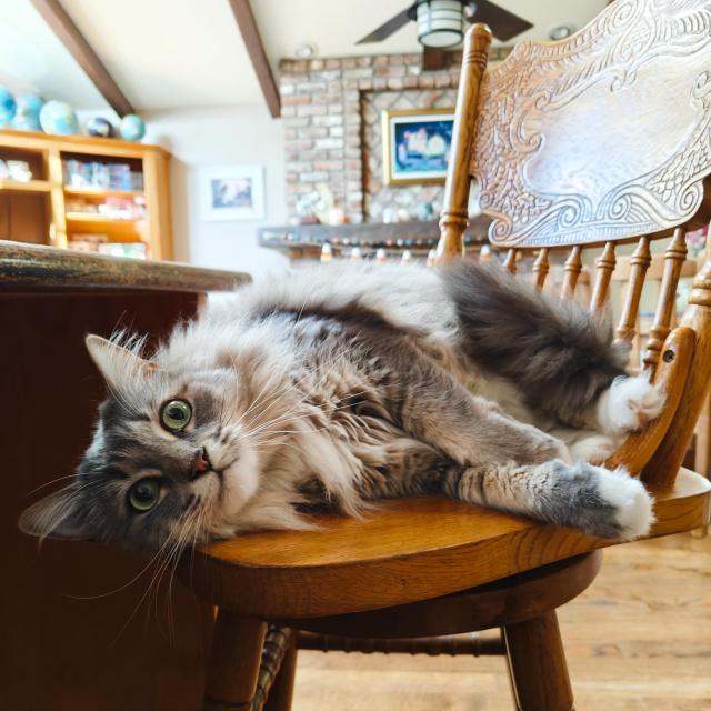 A big fluffy cat sprawled out on a wooden chair