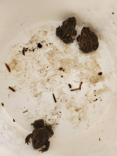 Three chilly toads in a bucket. 