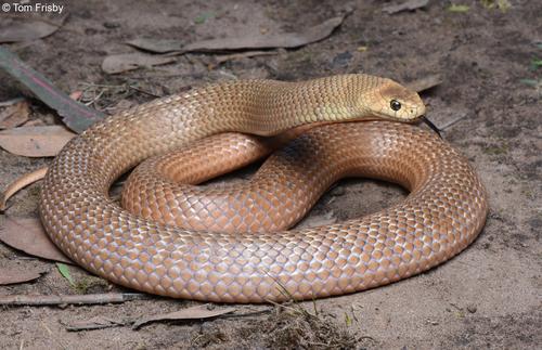 brown snake
