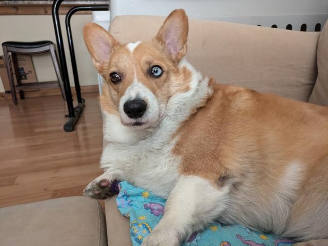 Picture of a corgi on a couch