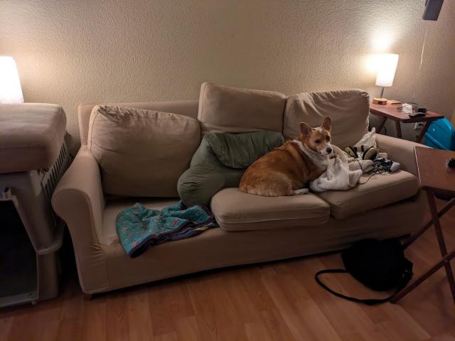 Picture of a corgi on a couch