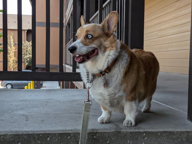 Picture of a corgi standing and looking off camera